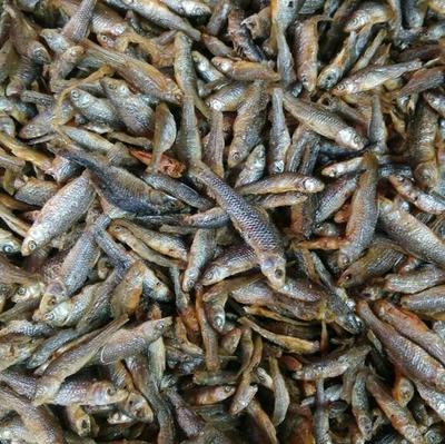 強力推薦 美味油炸小青魚，海味干貨批發，量多優惠
