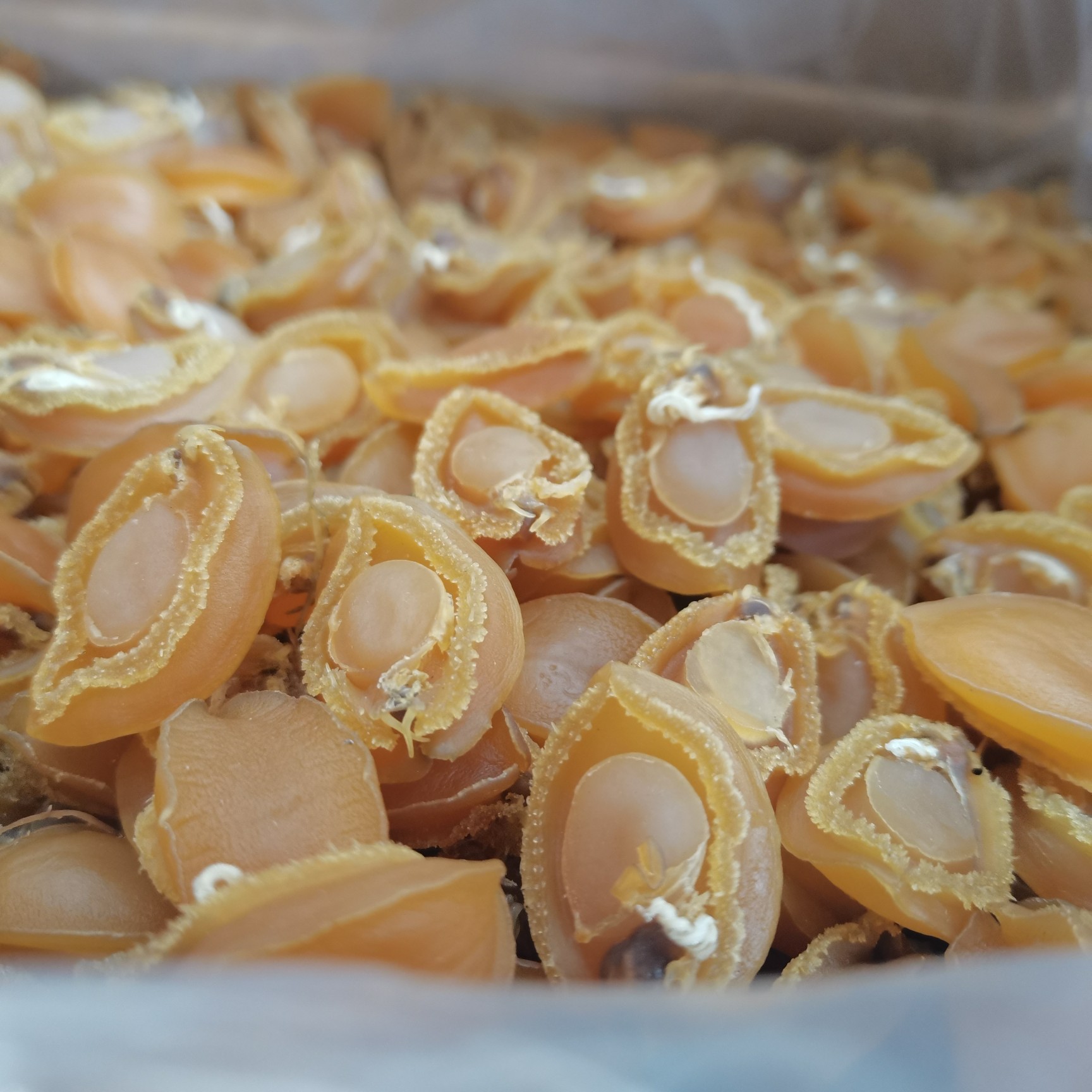 [鮑魚干批發(fā)]鮑魚干500g約40個(gè)淡干海味海產(chǎn)干貨煲湯營(yíng)養(yǎng)滋補(bǔ)送禮養(yǎng)生