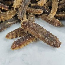 六排刺海參 深海珍饈，滋補佳品